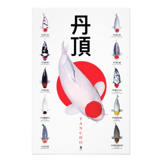 Collection de posters Tancho Koi – 10 Variétés (Devant)