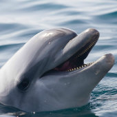 Dolphin Splash Birthday  Kaart