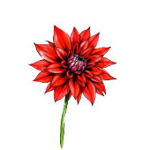 Sophisticated Red Floral Beverage Menu