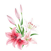 Numéro De Table Élégant panneau de table aux lys aquarelles marron