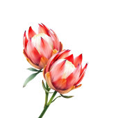 Photo Contemporain Vert Romantique