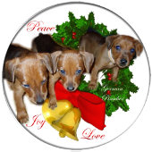 Duits Pinscher-kerstfeest Cadeaupapier