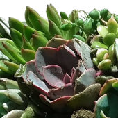 Invitations De Mariage Succulent Vert