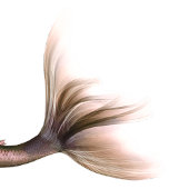 Invitation Mermaid Ombre | Bleu rose pourpre Douche à queue