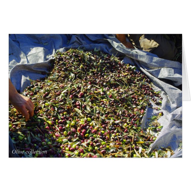 Collection Olive (Devant Horizontal)