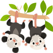 Opossum Birthday Invitation