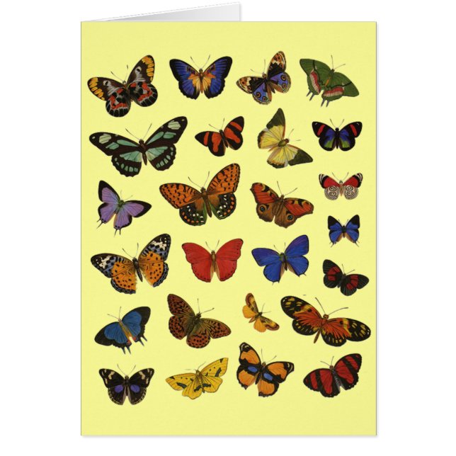 Collection papillon (Devant)