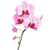 Sophisticated Pink Floral Beverage Menu