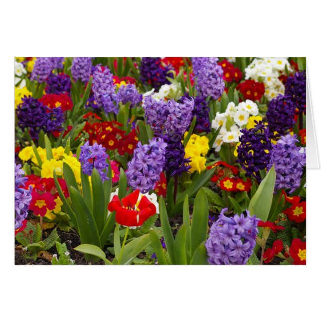 Collection Rainbow (Devant horizontal)