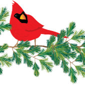 Carte De Remerciements Cardinal rouge perché sur les branches de pin Cart