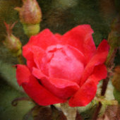 Ornement En Verre Rouge, Rose rouge