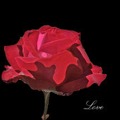 Éventail Programme de mariage Rose Rouge Gothique sur Fond