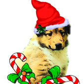 Noël à Collie Puppy