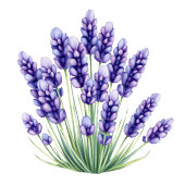 Carte De Placement Calm Lavender Digital Illustration