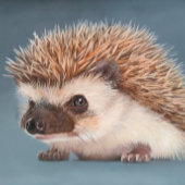 African Pigmy Hedgehog Poster
