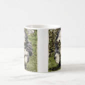 Colley barbu sur la tasse de course (Centre)