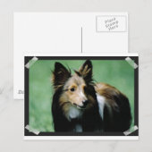 collie-16 briefkaart (Voorkant / Achterkant)