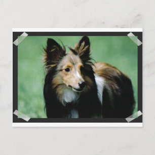collie-16 briefkaart