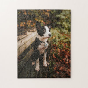 Collie aan de Zwarte en Witte Grens op Park Bench Legpuzzel