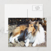 Collie avec cartes postales en bois de chauffage (Devant / Derrière)