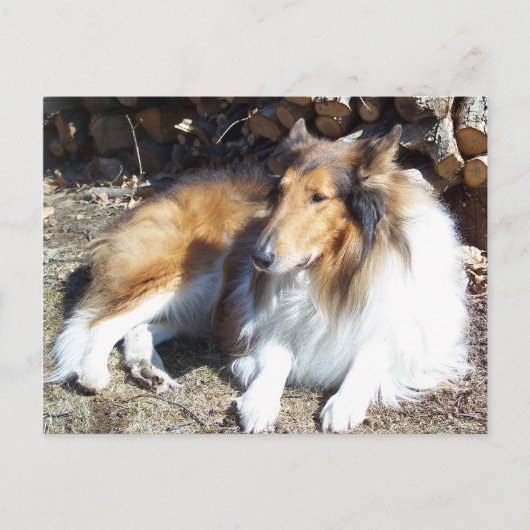 Collie avec cartes postales en bois de chauffage (Devant)