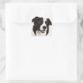 Collie Bordure Noire Et Blanc Stickers Chien Chien (Sac)