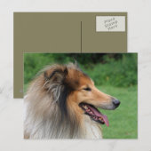 Collie Briefkaart (Voorkant / Achterkant)