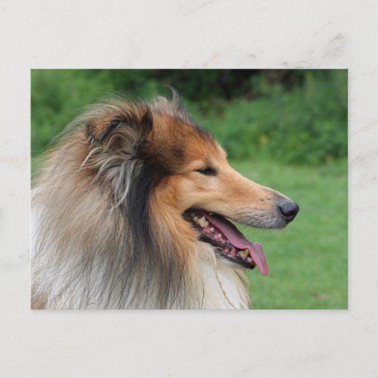 Collie Briefkaart (Voorkant)