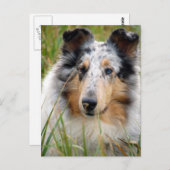 Collie Briefkaart (Voorkant / Achterkant)