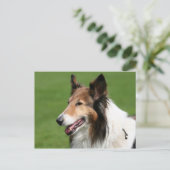 collie briefkaart (Staand voorkant)