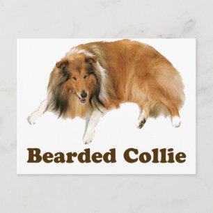 Collie Briefkaart