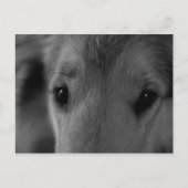 Collie Briefkaart (Voorkant)