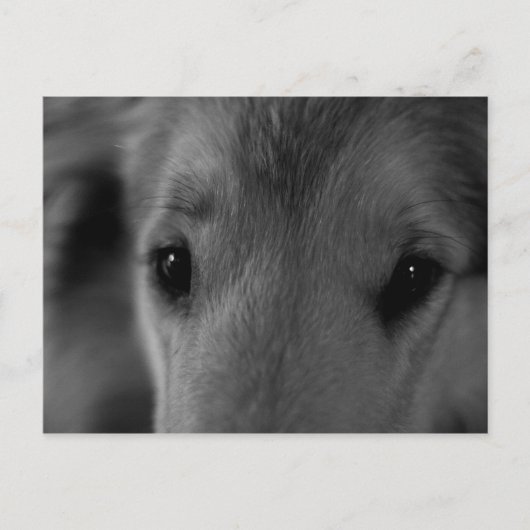 Collie Briefkaart (Voorkant)