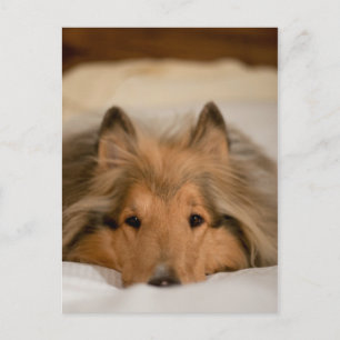 Collie Briefkaart