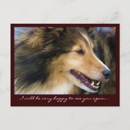 Collie Briefkaarten (Voorkant)
