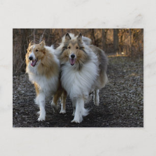 Collie Buddies Briefkaart