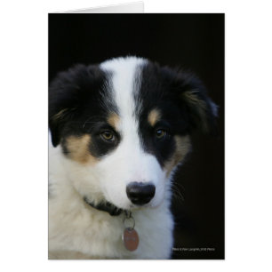 Collie Collie Puppy vieille frontière de 12 semain