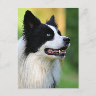 Collie Dog aan de zwarte en witte rand Briefkaart