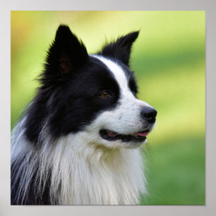 Collie Dog aan de zwarte en witte rand Poster