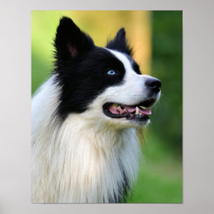 Collie Dog aan de zwarte en witte rand Poster