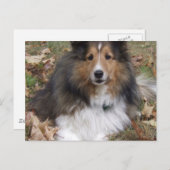 Collie Dog Briefkaart (Voorkant / Achterkant)
