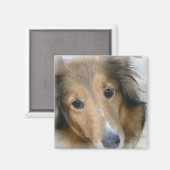 Collie Dog Carré Magnet (Recto/Verso)