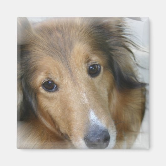 Collie Dog Carré Magnet (Devant)