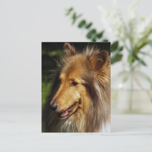 Collie Dog Foto Briefkaart (Staand voorkant)