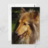 Collie Dog Foto Briefkaart (Voorkant / Achterkant)