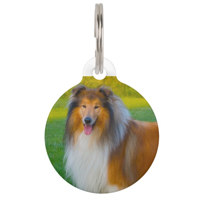 Collie Dog. Huisdierpenning (Voorkant)