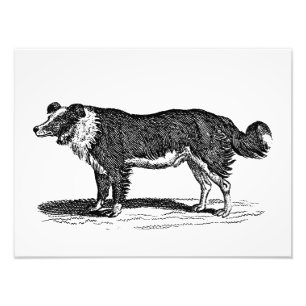  Collie Dog Illustratie van de Grens van 1800 Foto Afdruk