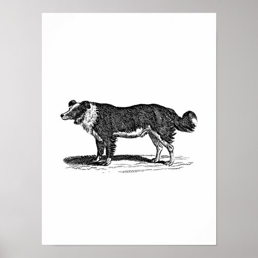  Collie Dog Illustratie van de Grens van 1800 Poster (Voorkant)