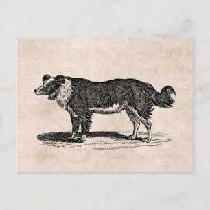 Collie Dog Illustratie van de Grens van 1800s Briefkaart
