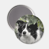 Collie Dog in de Bossen Magneet (Voorkant / Achterkant)